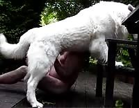 Зрелый мужик сосет у огромного алабая